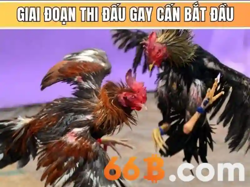 66b: Khái niệm, kích thước tham số và ứng dụng Go88